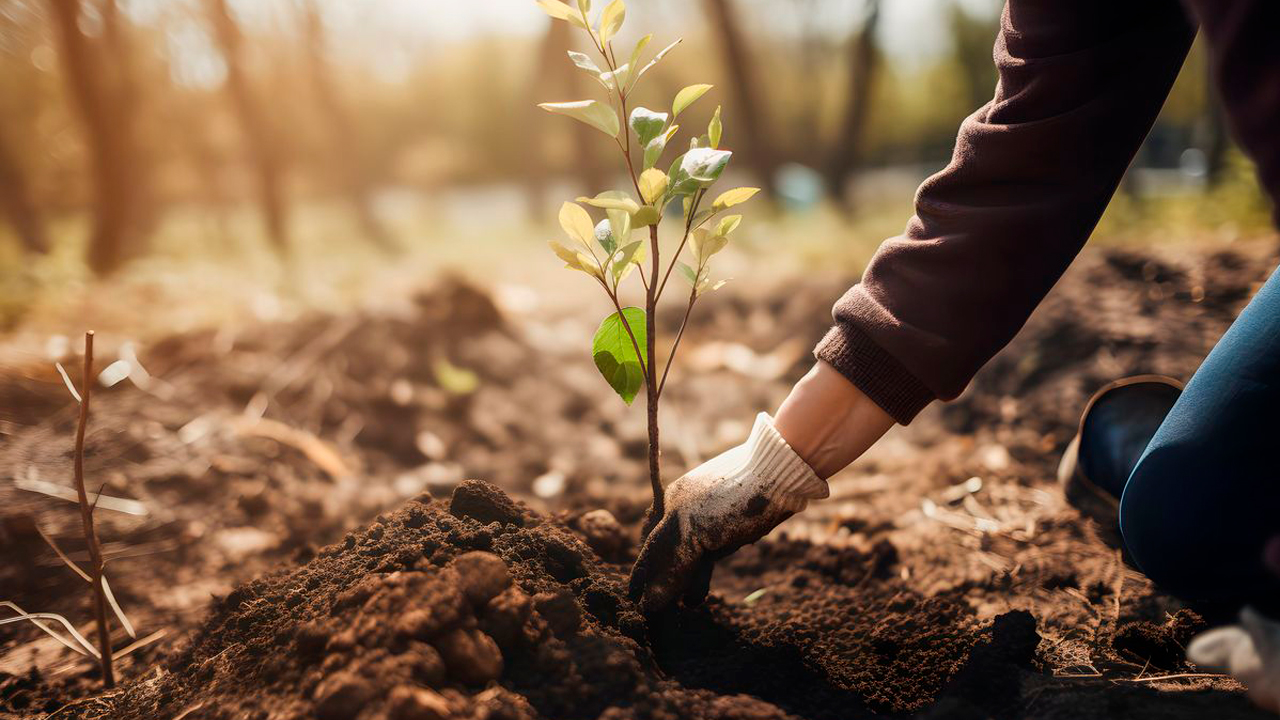 Siembra de Árboles Empresarial: Une a tu Equipo mientras Cuidas el Planeta